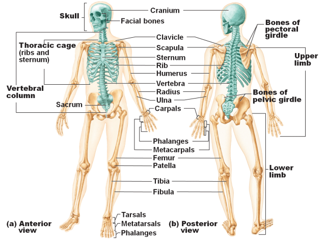 Detail Gambar Susunan Organ Tubuh Manusia Nomer 29