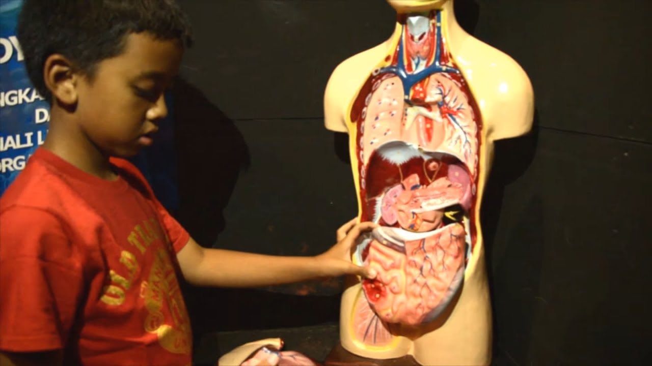 Detail Gambar Susunan Organ Tubuh Manusia Nomer 30