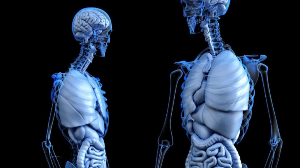 Detail Gambar Susunan Organ Tubuh Manusia Nomer 33