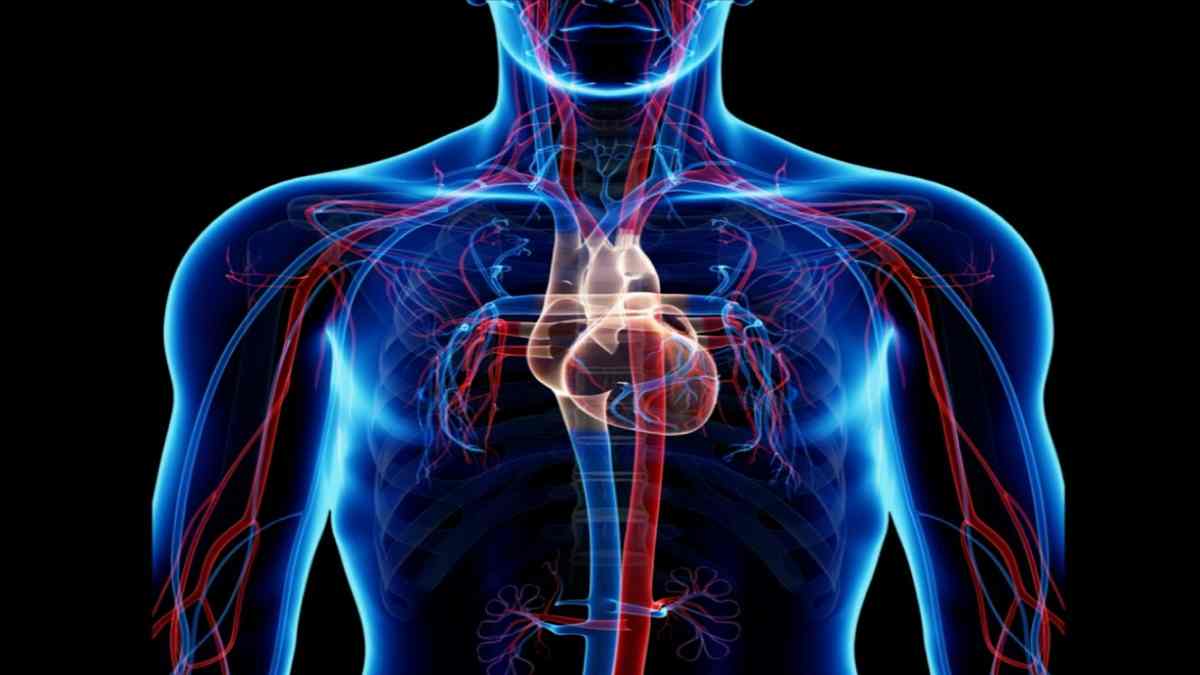 Detail Gambar Susunan Organ Tubuh Manusia Nomer 34