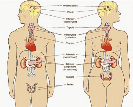 Detail Gambar Susunan Organ Tubuh Manusia Nomer 35