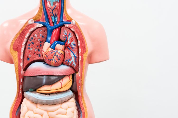 Detail Gambar Susunan Organ Tubuh Manusia Nomer 5