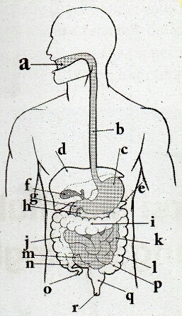 Detail Gambar Susunan Organ Tubuh Manusia Nomer 37