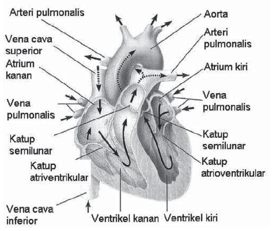 Detail Gambar Susunan Organ Tubuh Manusia Nomer 38