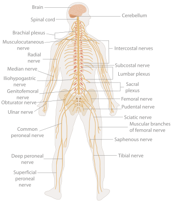 Detail Gambar Susunan Organ Tubuh Manusia Nomer 40