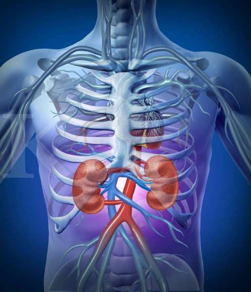 Detail Gambar Susunan Organ Tubuh Manusia Nomer 42