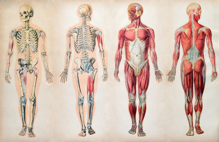Detail Gambar Susunan Organ Tubuh Manusia Nomer 43