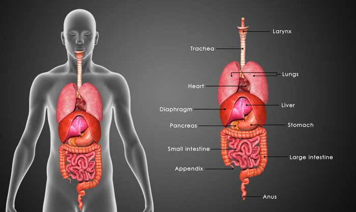 Detail Gambar Susunan Organ Tubuh Manusia Nomer 6