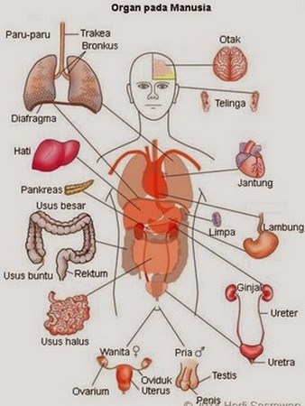 Detail Gambar Susunan Organ Tubuh Manusia Nomer 45