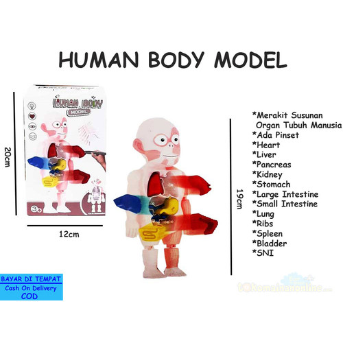Detail Gambar Susunan Organ Tubuh Manusia Nomer 48