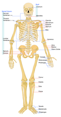 Detail Gambar Susunan Organ Tubuh Manusia Nomer 50