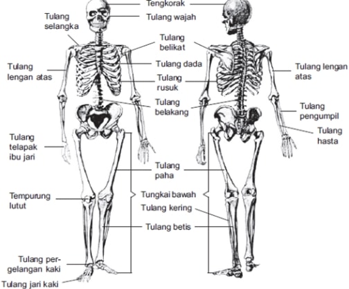 Detail Gambar Susunan Organ Tubuh Manusia Nomer 51