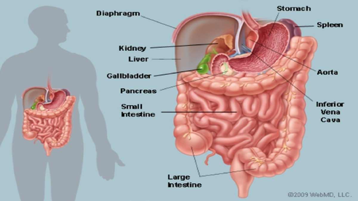 Detail Gambar Susunan Organ Tubuh Manusia Nomer 52