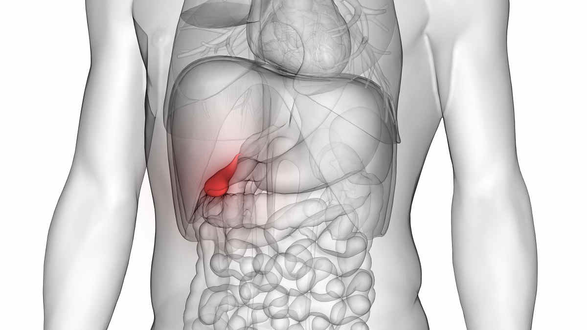 Detail Gambar Susunan Organ Tubuh Manusia Nomer 10