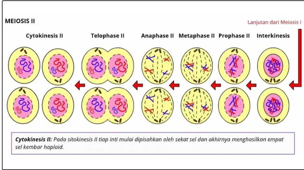 Gambar Tahapan Meiosis - KibrisPDR