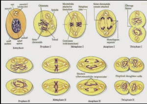 Detail Gambar Tahapan Meiosis Nomer 19