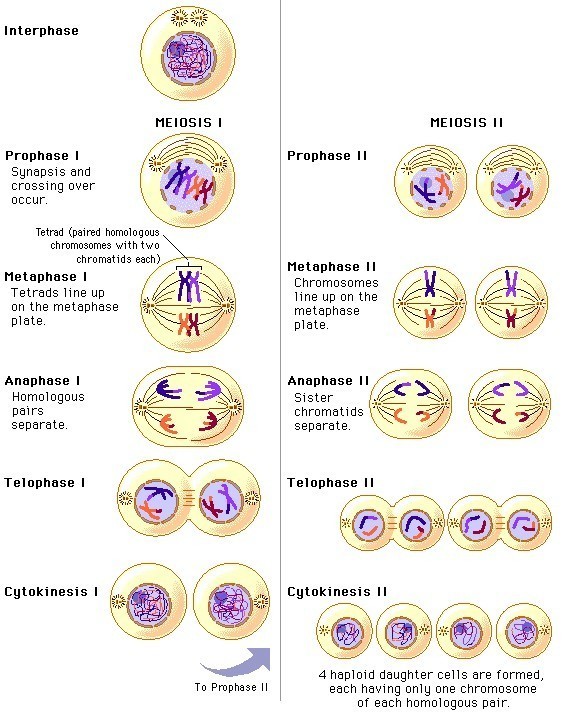 Detail Gambar Tahapan Meiosis Nomer 23