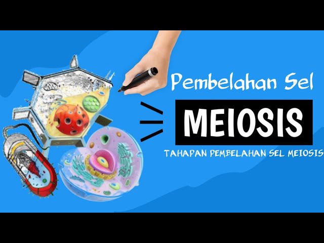 Detail Gambar Tahapan Meiosis Nomer 25