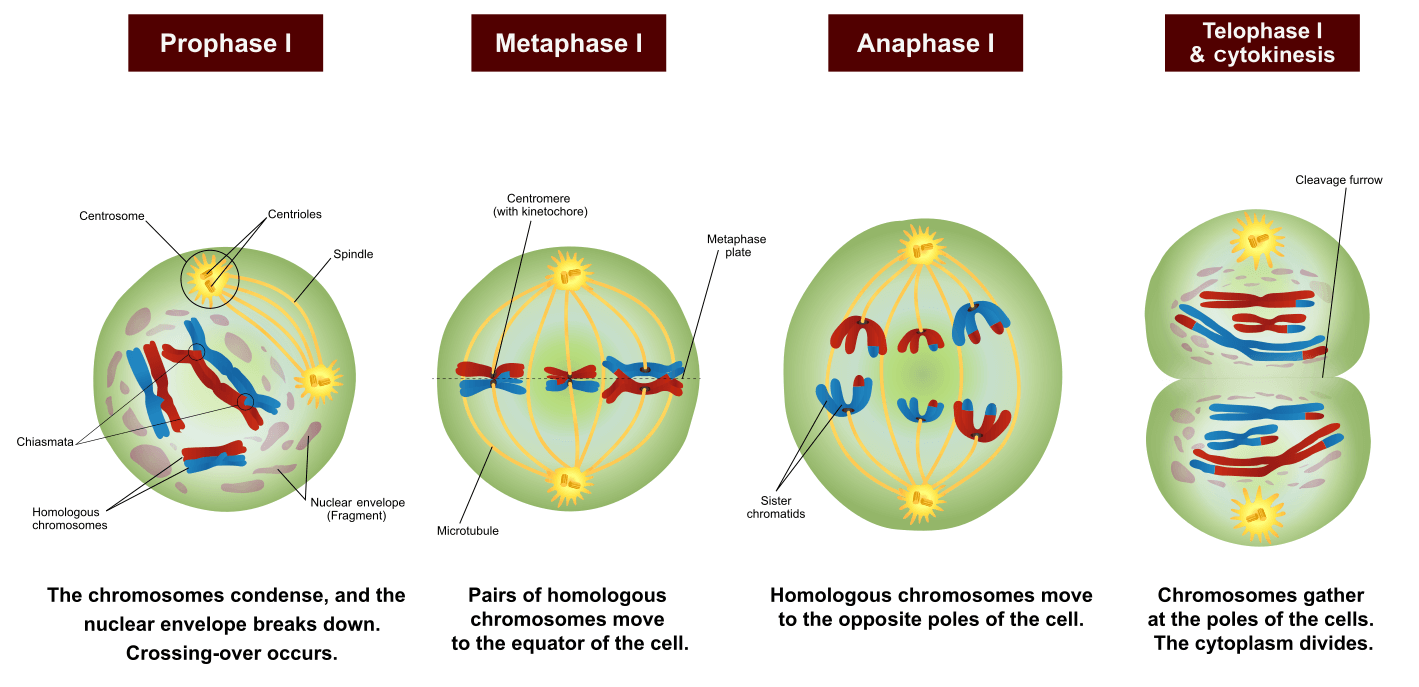 Detail Gambar Tahapan Meiosis Nomer 34