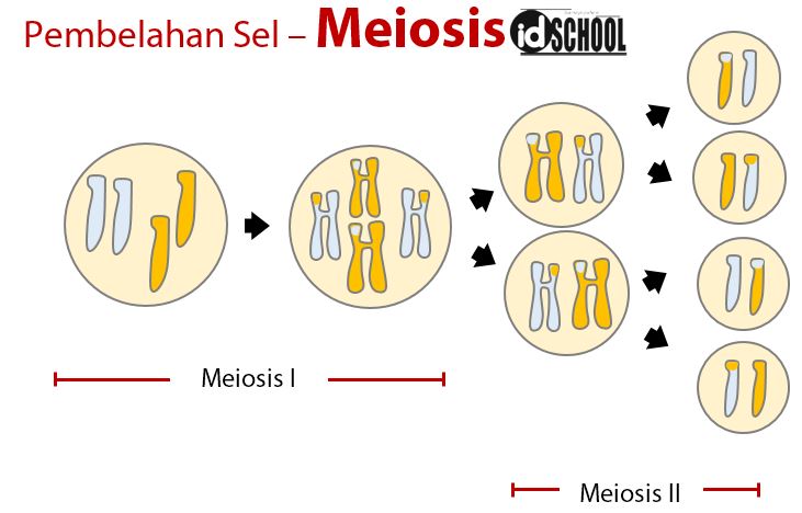 Detail Gambar Tahapan Meiosis Nomer 35