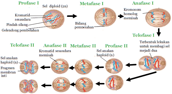 Detail Gambar Tahapan Meiosis Nomer 37