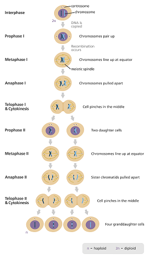 Detail Gambar Tahapan Meiosis Nomer 5