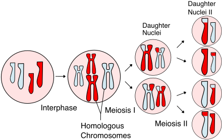 Detail Gambar Tahapan Meiosis Nomer 40