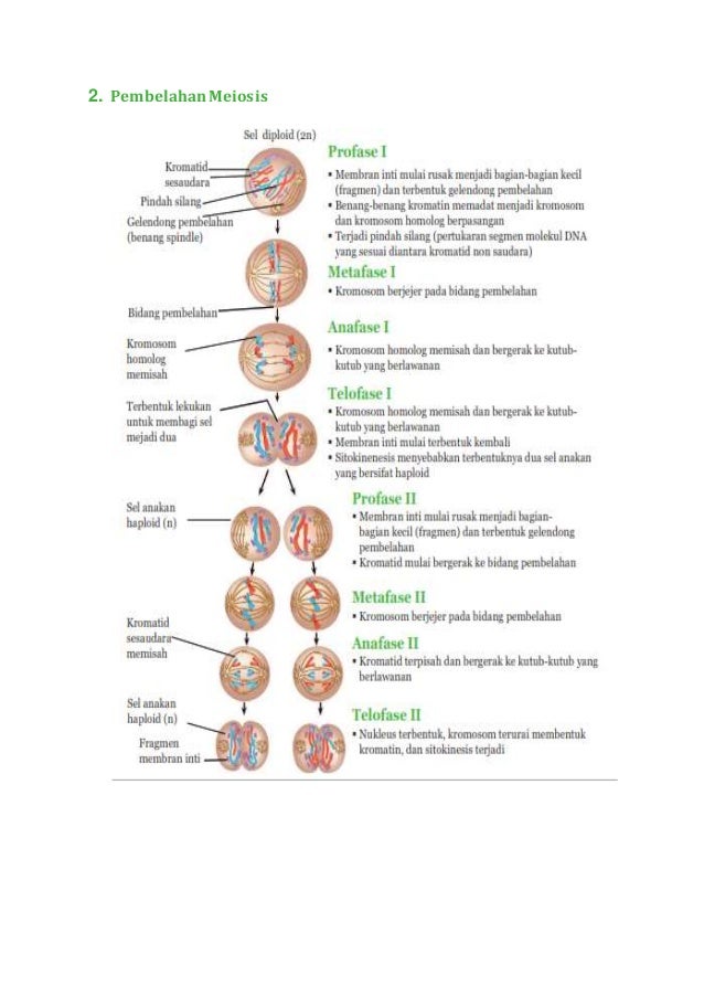 Detail Gambar Tahapan Meiosis Nomer 42