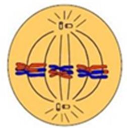 Detail Gambar Tahapan Meiosis Nomer 43