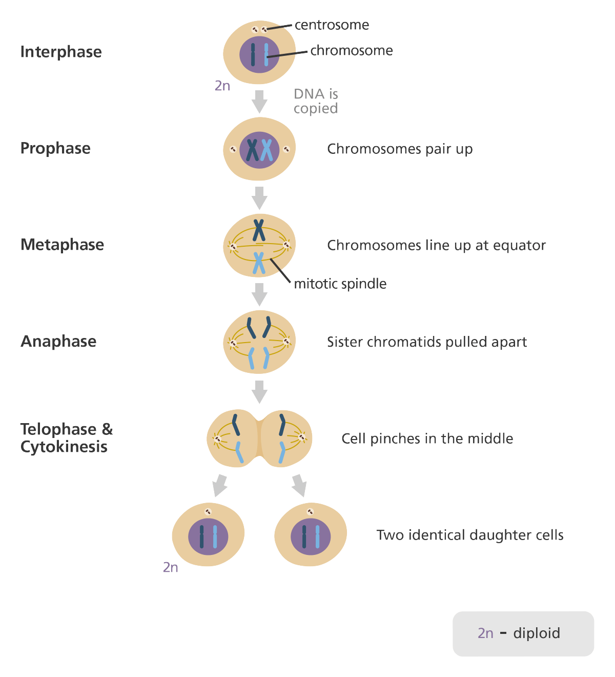 Detail Gambar Tahapan Meiosis Nomer 45