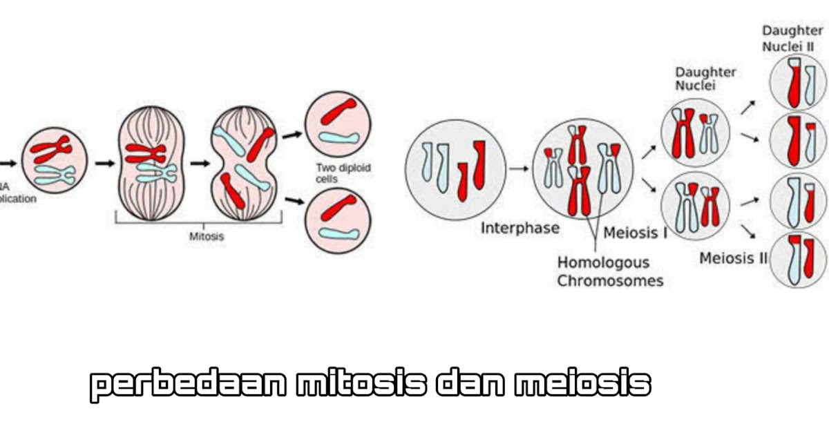 Detail Gambar Tahapan Meiosis Nomer 46