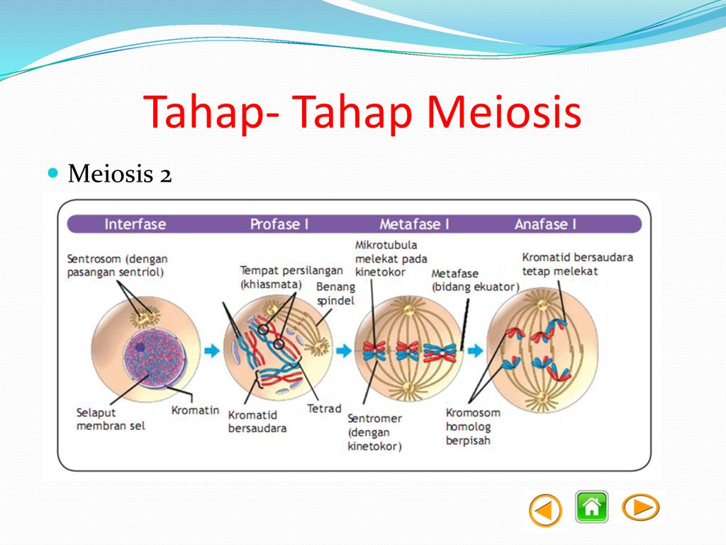 Detail Gambar Tahapan Meiosis Nomer 48