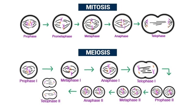 Detail Gambar Tahapan Meiosis Dan Mitosis Koleksi Nomer 1