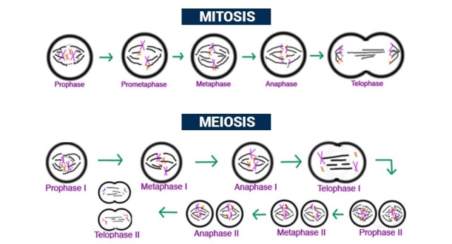 Gambar Tahapan Meiosis Dan Mitosis - KibrisPDR