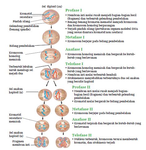 Detail Gambar Tahapan Meiosis Dan Mitosis Koleksi Nomer 14