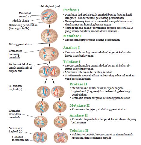 Detail Gambar Tahapan Meiosis Dan Mitosis Nomer 14