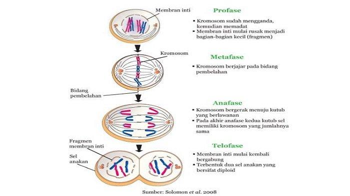 Detail Gambar Tahapan Meiosis Dan Mitosis Nomer 17