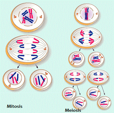 Detail Gambar Tahapan Meiosis Dan Mitosis Nomer 19