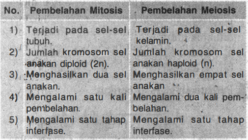 Detail Gambar Tahapan Meiosis Dan Mitosis Nomer 49