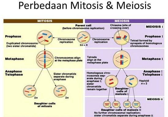 Detail Gambar Tahapan Meiosis Dan Mitosis Nomer 7