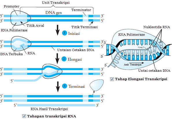 Detail Gambar Tahapan Sintesis Protein Nomer 2