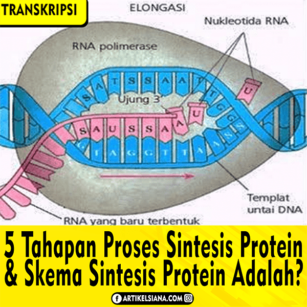 Detail Gambar Tahapan Sintesis Protein Nomer 16