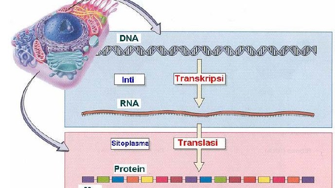 Detail Gambar Tahapan Sintesis Protein Nomer 17