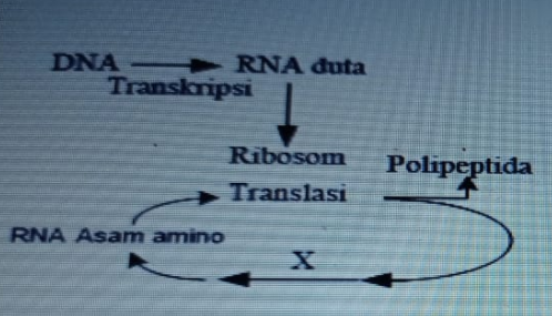 Detail Gambar Tahapan Sintesis Protein Nomer 20