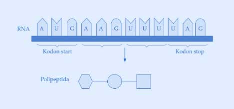 Detail Gambar Tahapan Sintesis Protein Nomer 23