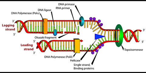 Detail Gambar Tahapan Sintesis Protein Nomer 25