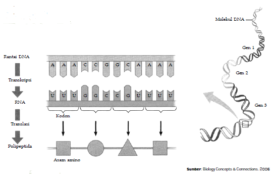 Detail Gambar Tahapan Sintesis Protein Nomer 26