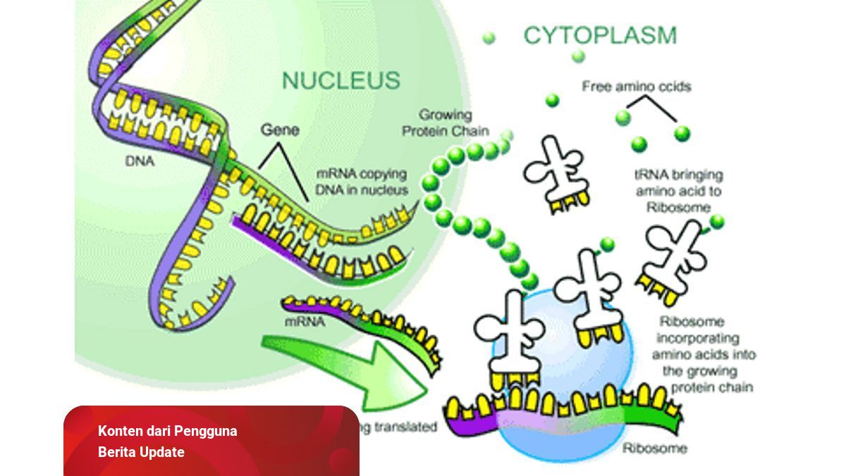 Detail Gambar Tahapan Sintesis Protein Nomer 27