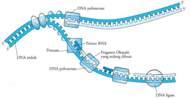 Detail Gambar Tahapan Sintesis Protein Nomer 31