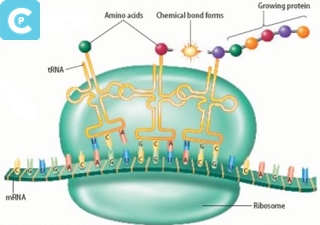 Detail Gambar Tahapan Sintesis Protein Nomer 32